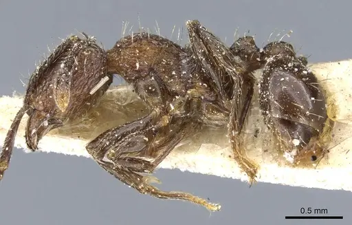 Tetramorium pacificum - CASENT0904848