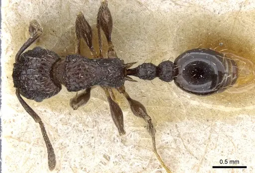 Tetramorium pacificum - CASENT0904850