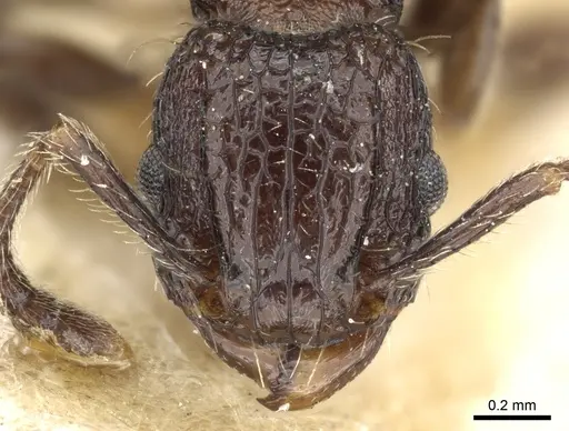 Tetramorium pacificum - CASENT0904850