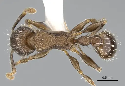 Tetramorium pacificum - CASENT0919926