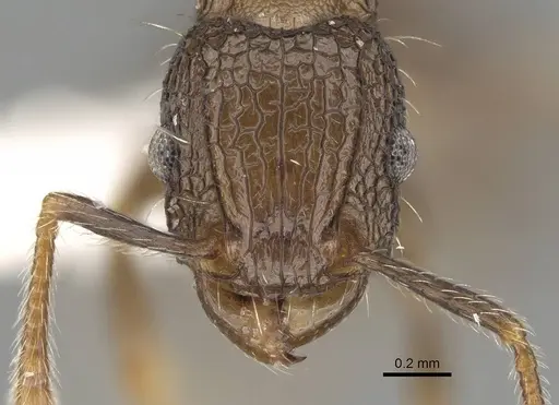 Tetramorium pacificum - CASENT0919926