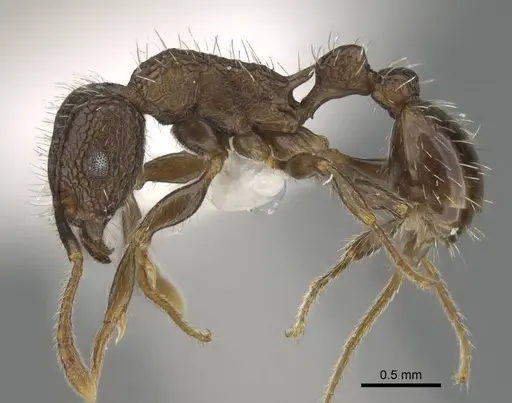 Tetramorium pacificum - CASENT0919926