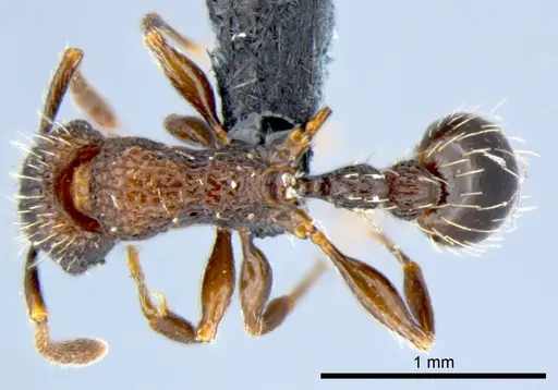 Tetramorium pacificum - CSIRONC0052