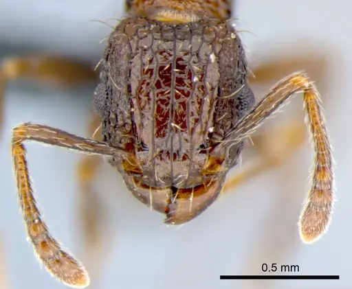 Tetramorium pacificum - CSIRONC0052