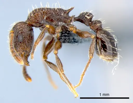 Tetramorium pacificum - CSIRONC0052