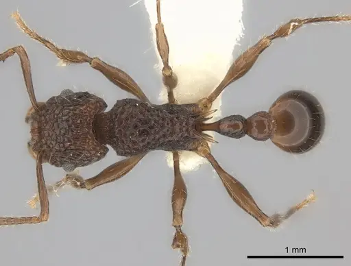 Tetramorium palaense specimen