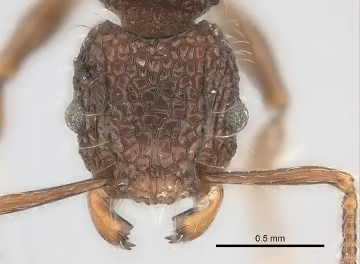Tetramorium palaense specimen