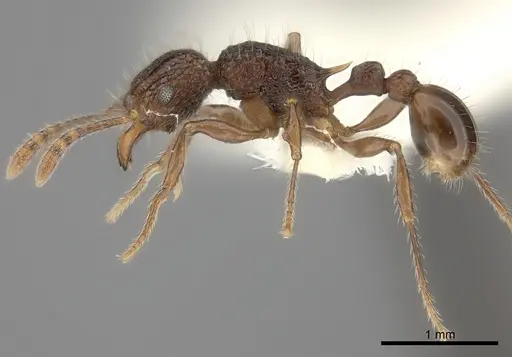 Tetramorium palaense specimen