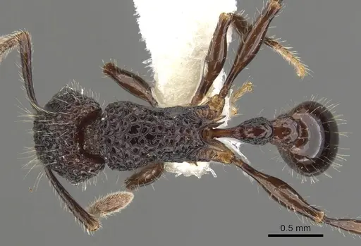 Tetramorium palaense - CASENT0901073