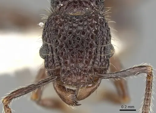 Tetramorium palaense - CASENT0901073