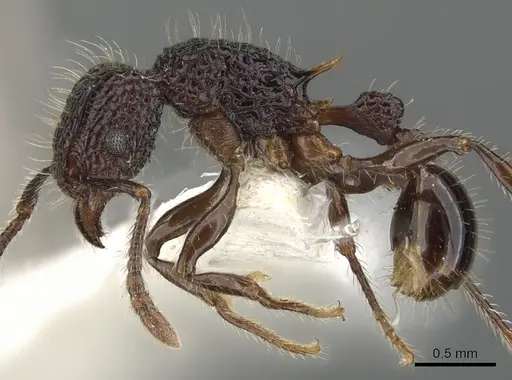 Tetramorium palaense - CASENT0901073