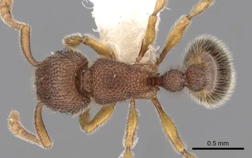 Tetramorium parvispinum specimen