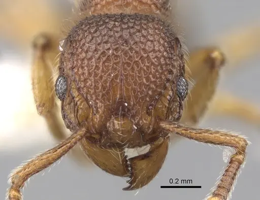 Tetramorium parvispinum specimen