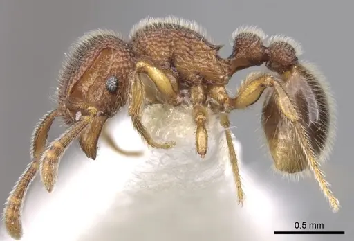 Tetramorium parvispinum specimen