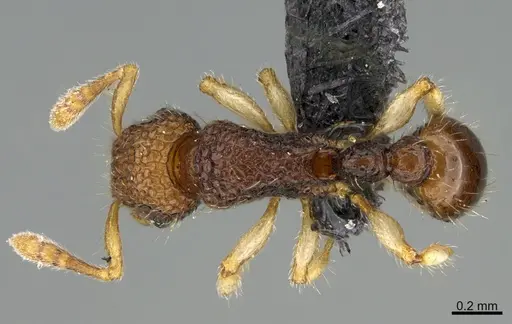 Tetramorium parvum specimen