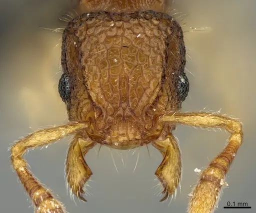 Tetramorium parvum specimen