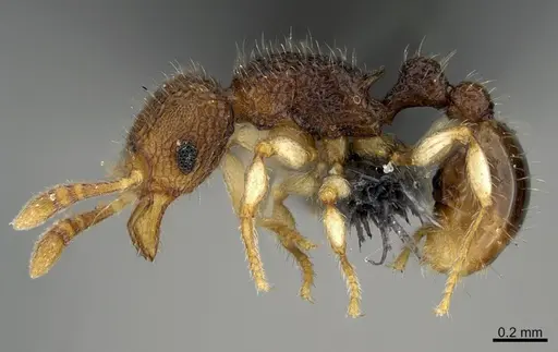 Tetramorium parvum specimen