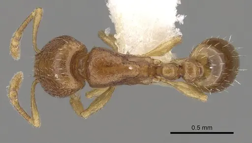 Tetramorium pauper specimen