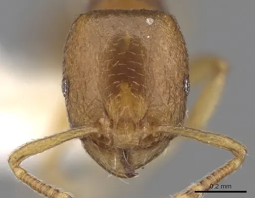 Tetramorium pauper specimen