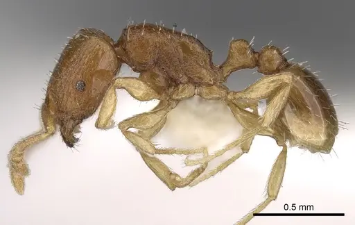 Tetramorium pauper specimen