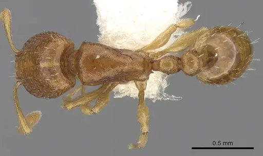 Tetramorium pauper - CASENT0280916