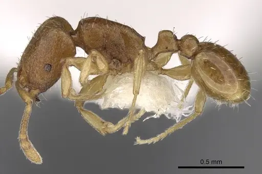 Tetramorium pauper - CASENT0280916