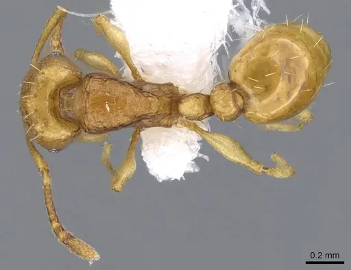 Tetramorium pauper - CASENT0746628