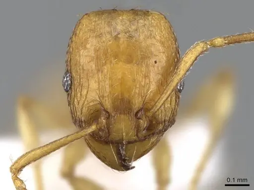 Tetramorium pauper - CASENT0746628