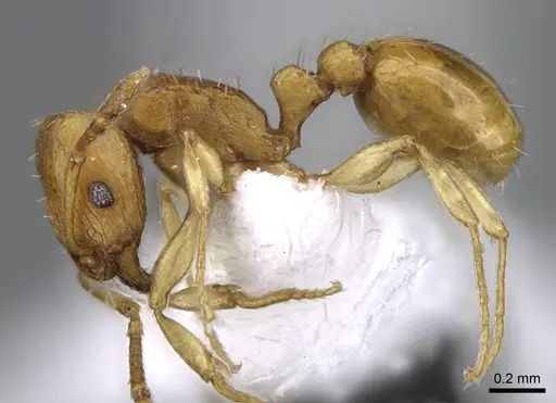 Tetramorium pauper - CASENT0746628