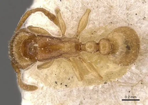 Tetramorium pauper - CASENT0909143