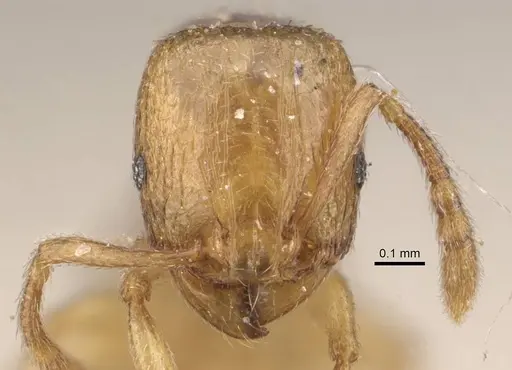 Tetramorium pauper - CASENT0909143