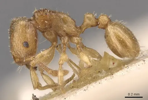 Tetramorium pauper - CASENT0909143
