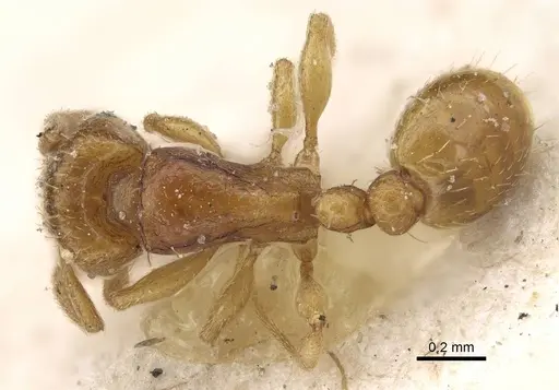 Tetramorium pauper - CASENT0915998