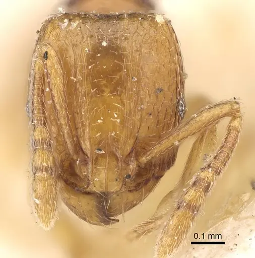 Tetramorium pauper - CASENT0915998