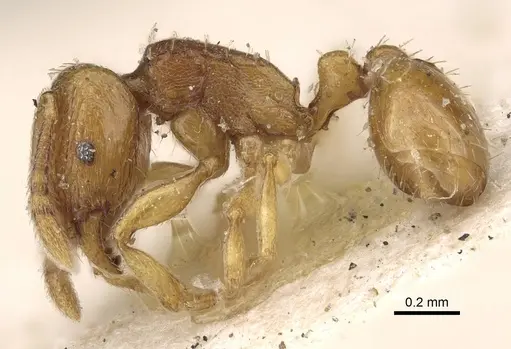 Tetramorium pauper - CASENT0915998