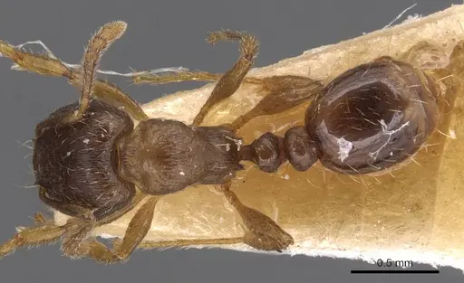 Tetramorium pelagium specimen