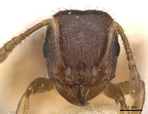 Tetramorium pelagium specimen