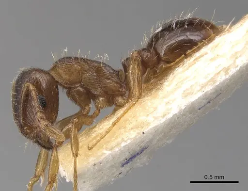 Tetramorium pelagium specimen
