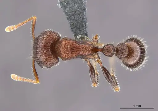 Tetramorium peringueyi specimen