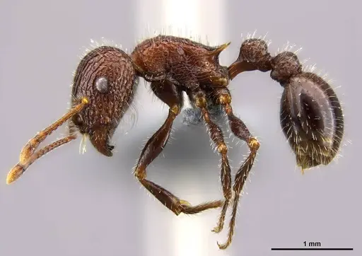 Tetramorium peringueyi specimen