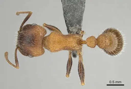 Tetramorium peringueyi - CASENT0257463