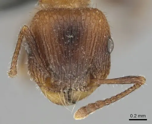 Tetramorium peringueyi - CASENT0257463
