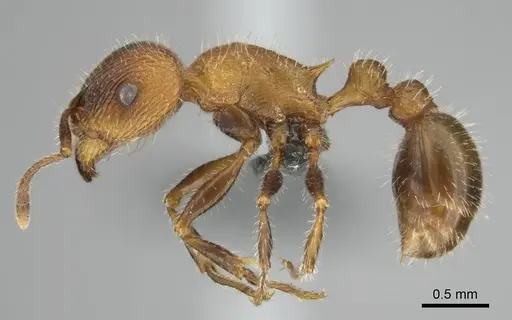 Tetramorium peringueyi - CASENT0257463