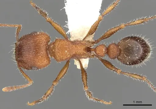 Tetramorium peringueyi - CASENT0901179
