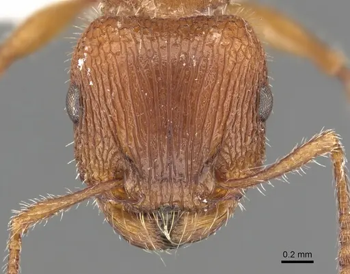 Tetramorium peringueyi - CASENT0901179