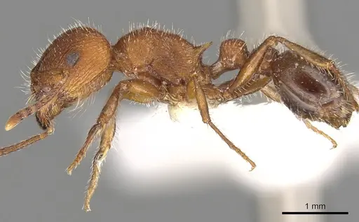 Tetramorium peringueyi - CASENT0901179