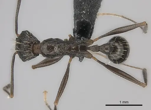 Tetramorium perlongum specimen