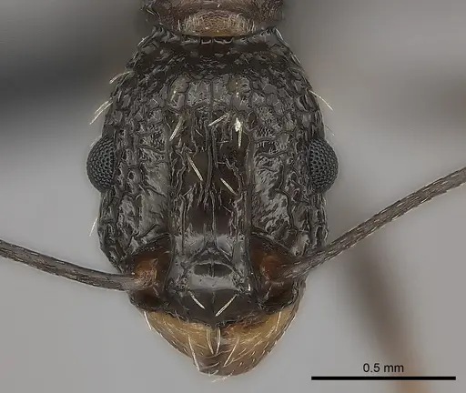 Tetramorium perlongum specimen