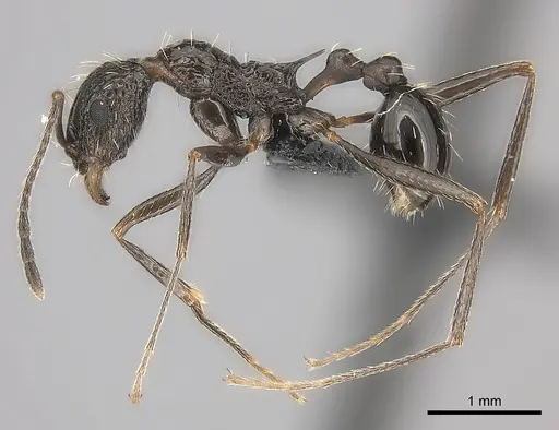 Tetramorium perlongum specimen