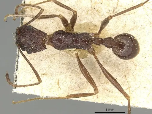 Tetramorium perlongum - CASENT0915422